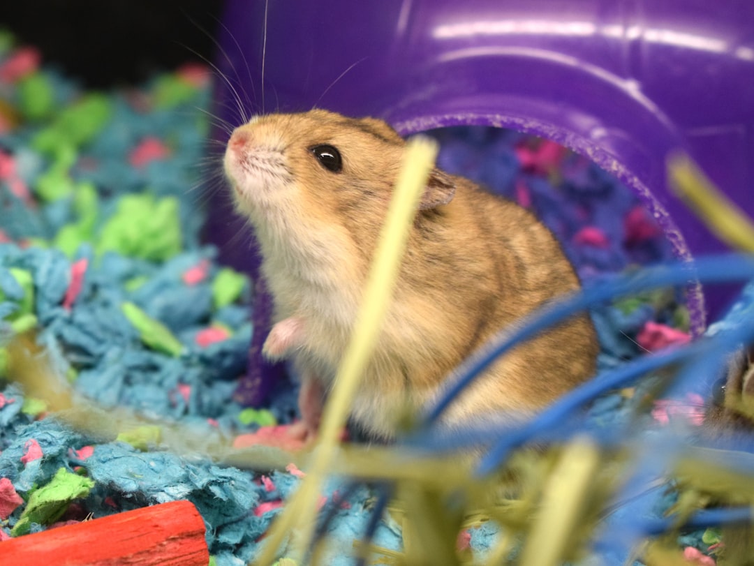 a-small-rodent-in-a-purple-ball-surrounded-by-blue-and-pink-streamers-jx5w8aq21n4