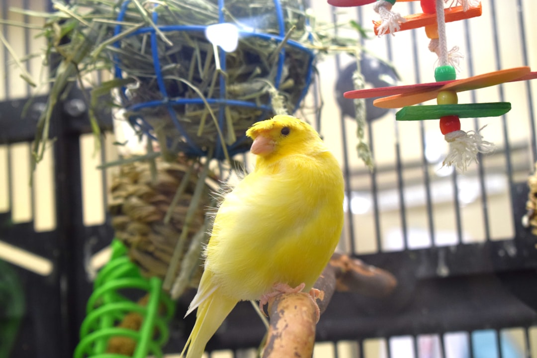 a-yellow-bird-sitting-on-a-perch-in-a-cage-n2ic9pnm2wc