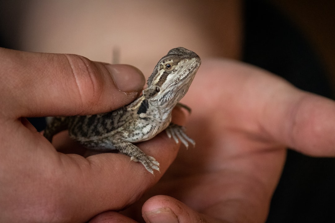 gray-lizard-on-focus-photography-qo3-z-2icmo