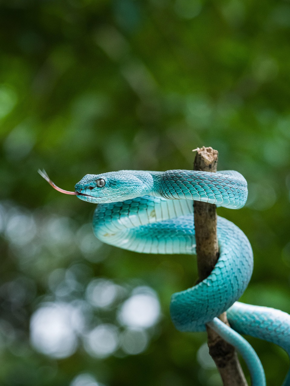 snake, reptile, animal, wildlife, close up, nature, fauna, wilderness